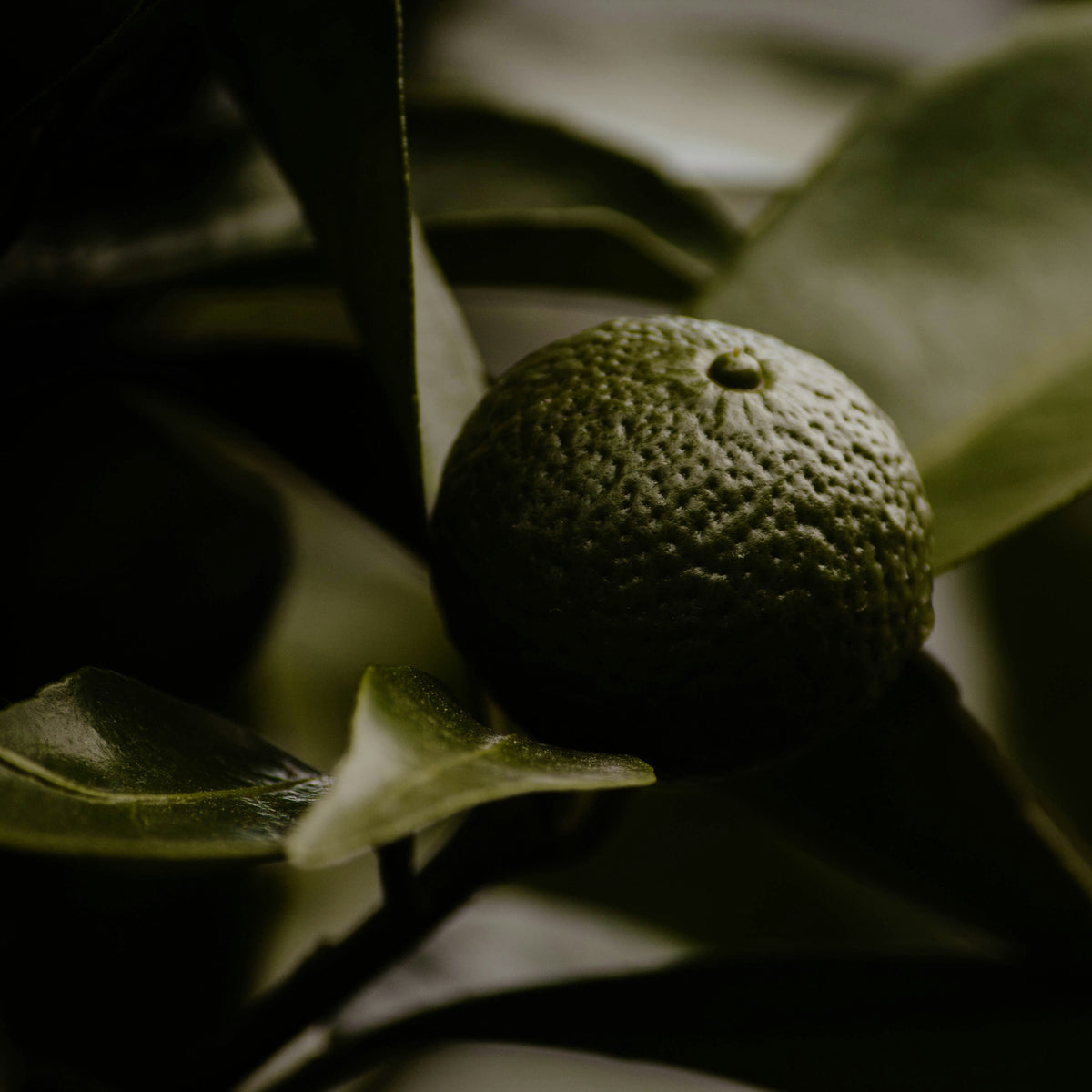 Fragrance notes of Afnan Supremacy Silver: fresh green bergamot (top note)